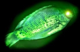 pesce radioattivo