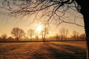 sole e alberi