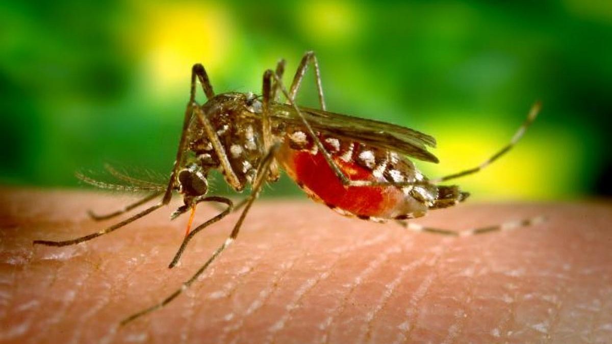 Aiutati che il ciel t’aiuta: prendersi la malaria a Lagos