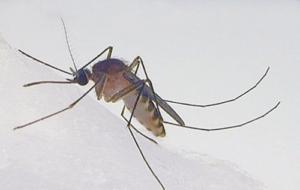 zanzara anofele