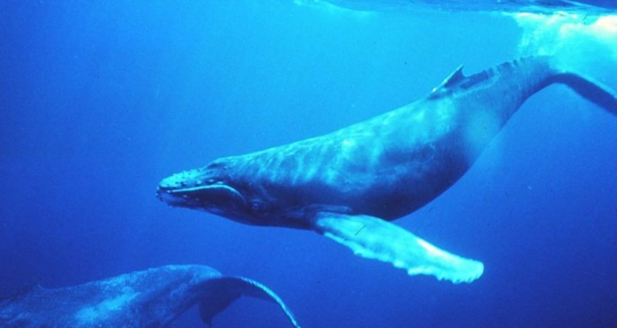 Blue Whale: anzitutto, non chiamatelo “gioco”