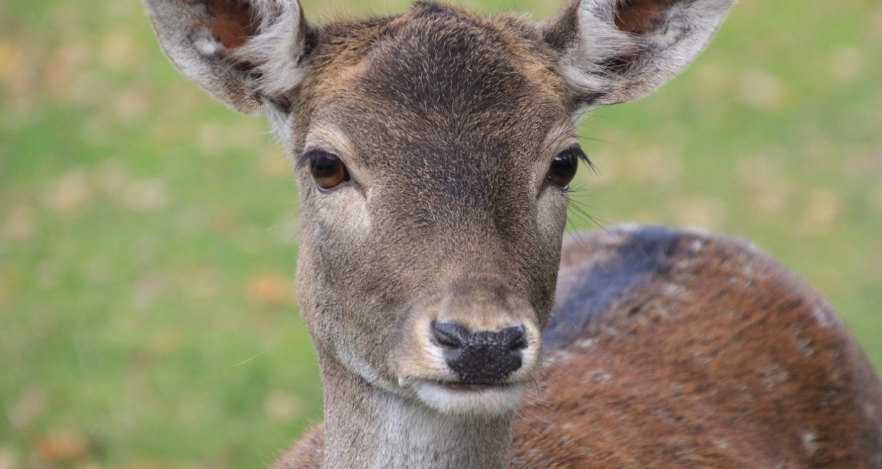 Come un capriolo in piscina