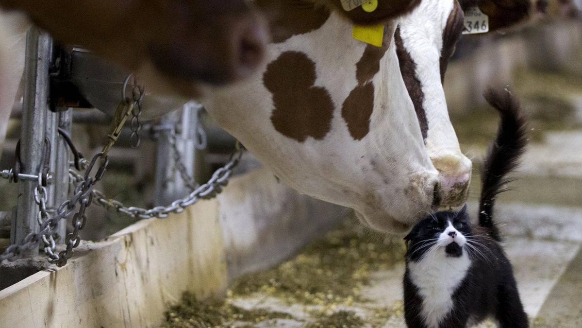 Fatti mandare dalla mamma a prendere il latte