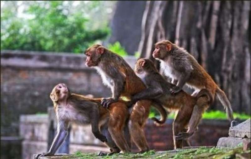 Omozoo: l’omosessualità tra scimpanzè bonobo, gabbiani, bisonti…