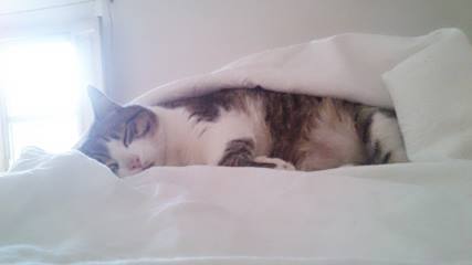 10 banali (ma fondamentali) consigli per adottare un gatto