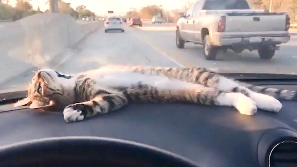 I gatti odiano viaggiare, davvero